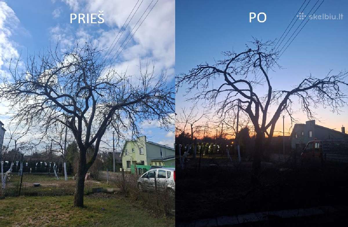 Pjovimas, genėjimas, formavimas, tvarkymas - nuotraukos Nr. 24