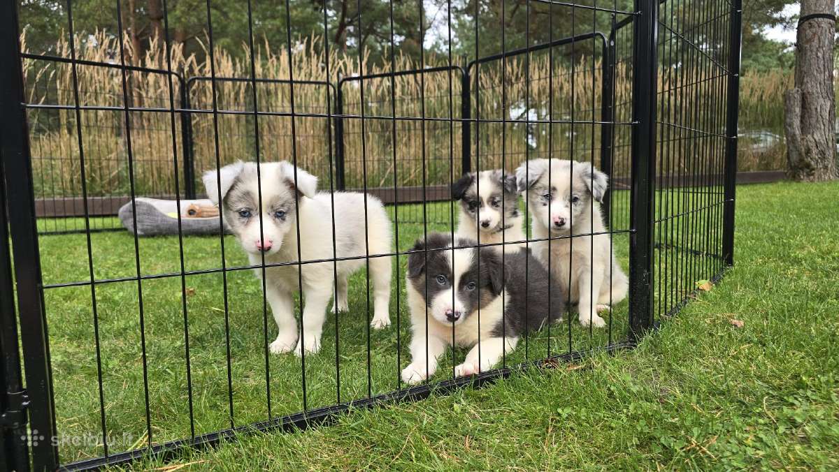 Parduodami Border Collie šuniukai. - nuotraukos Nr. 2