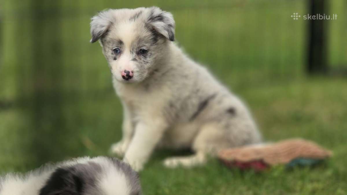 Parduodami Border Collie šuniukai. - nuotraukos Nr. 3