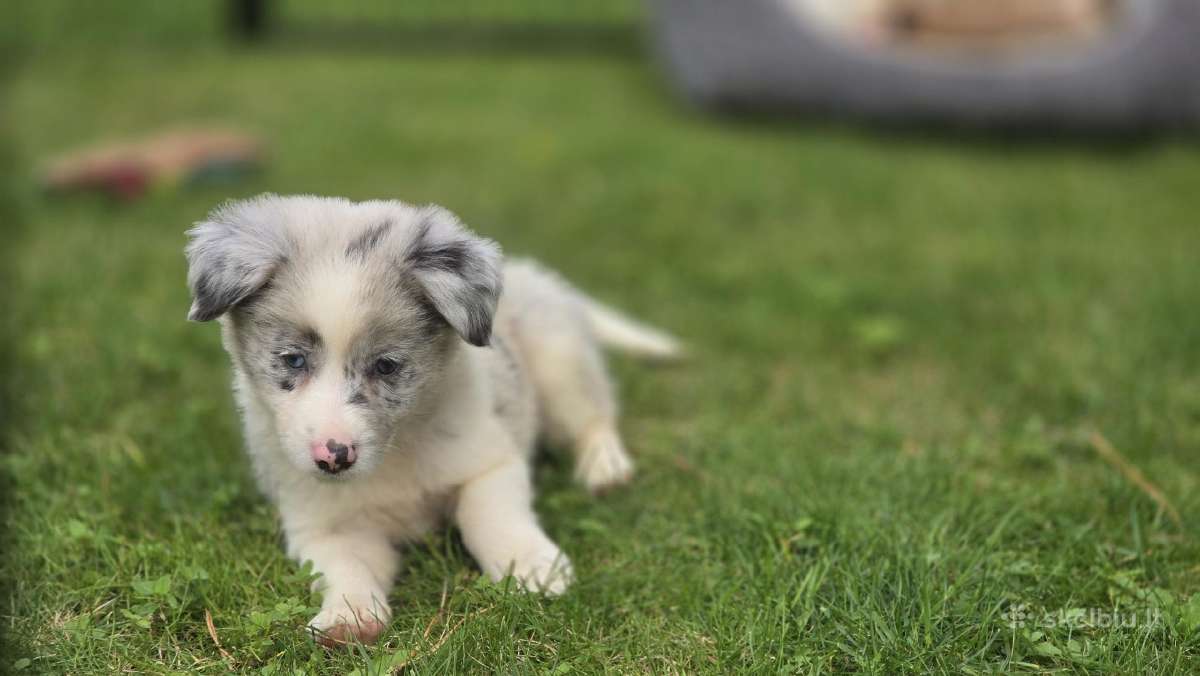 Parduodami Border Collie šuniukai. - nuotraukos Nr. 4