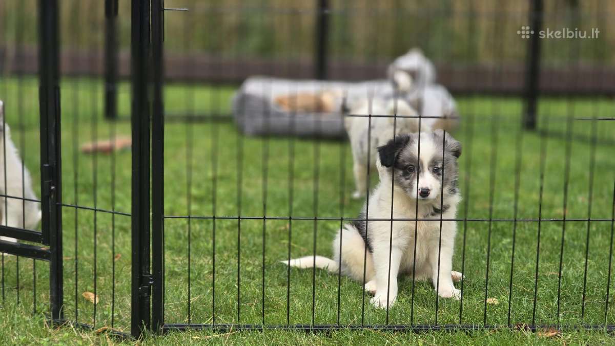 Parduodami Border Collie šuniukai. - nuotraukos Nr. 5