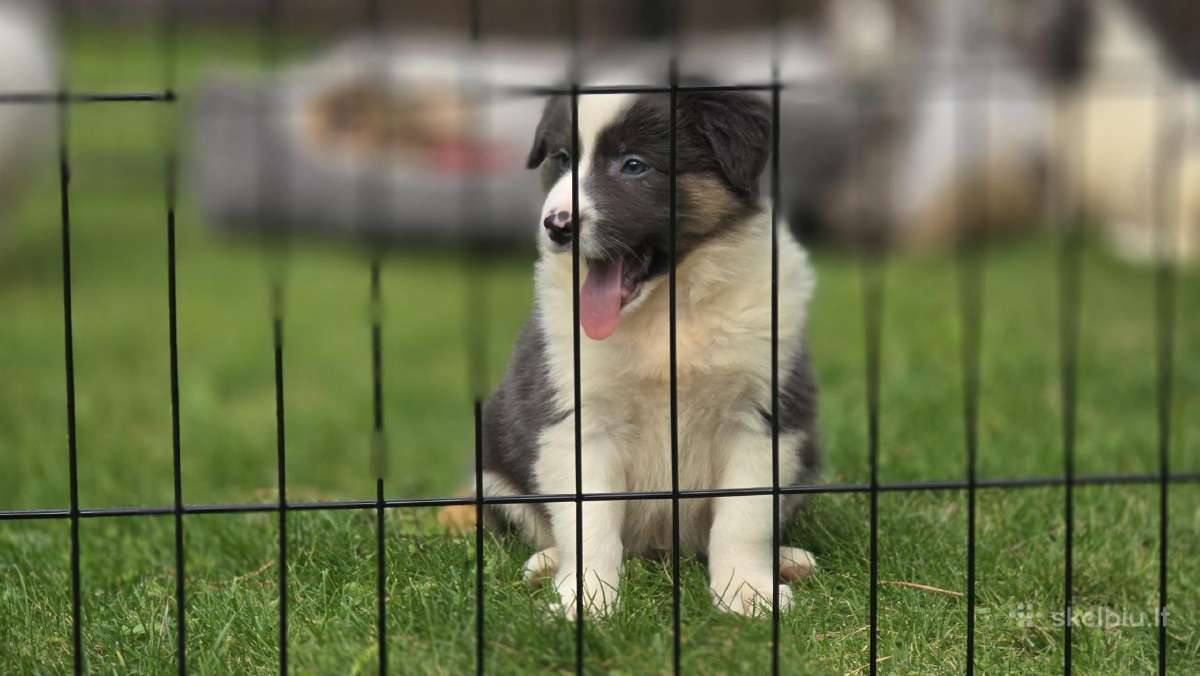 Parduodami Border Collie šuniukai. - nuotraukos Nr. 6