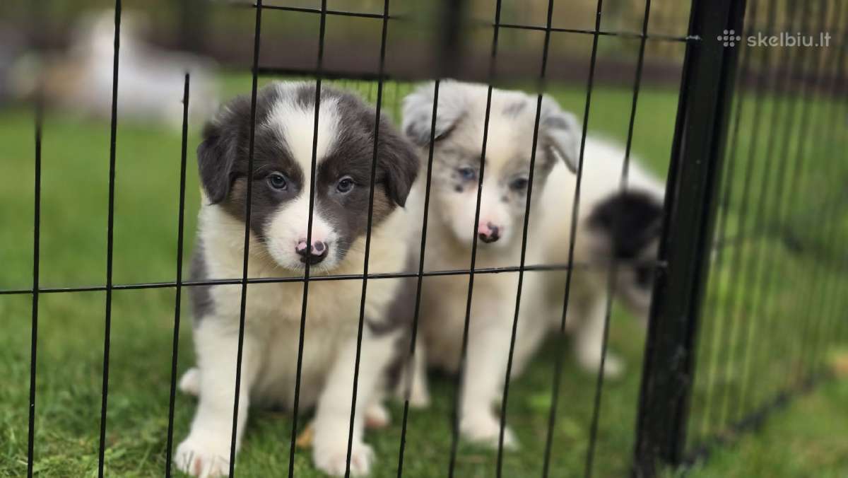 Parduodami Border Collie šuniukai. - nuotraukos Nr. 7