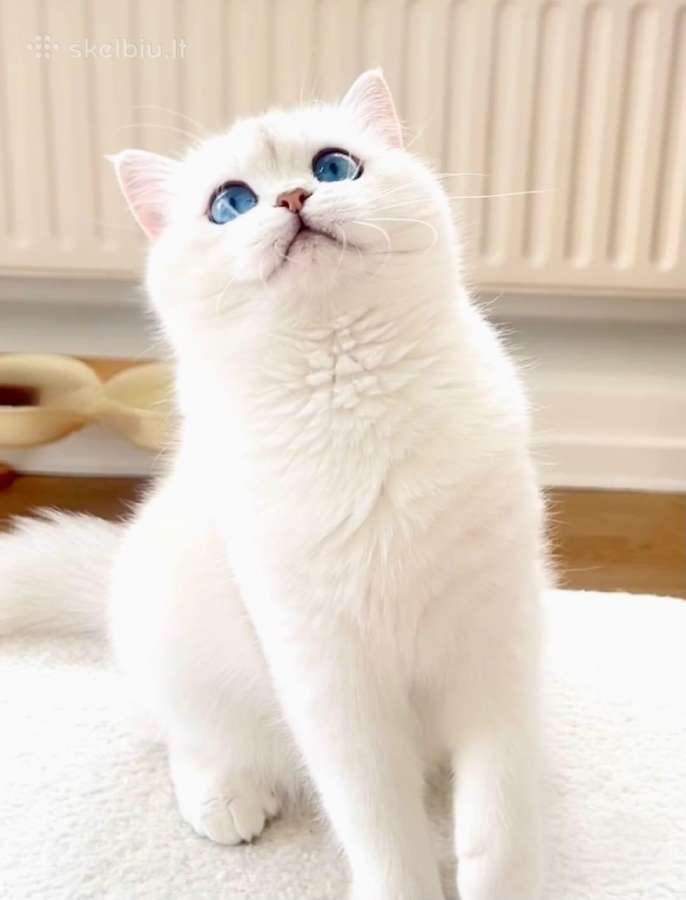 Baltojo Snieginio lokio spalvos Pandos tipo - nuotraukos Nr. 16