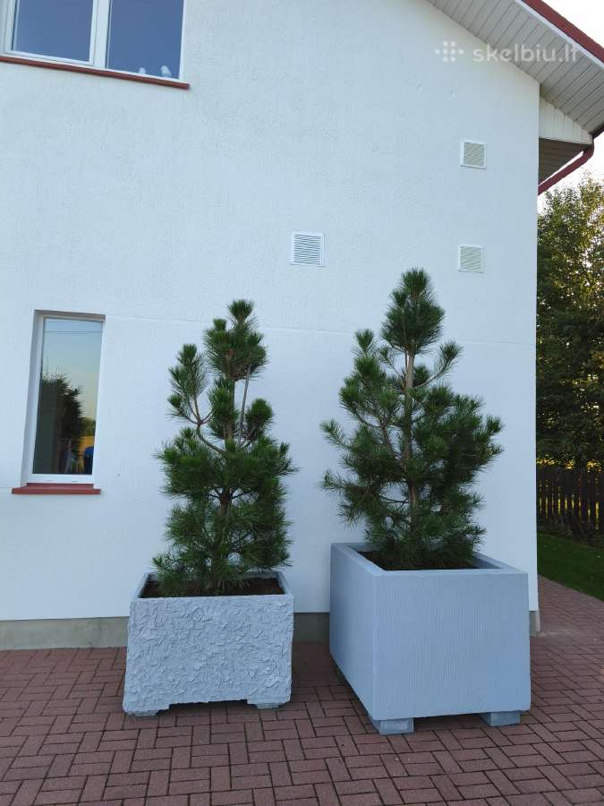 Didelės formuotos,dekoratyvinės pušys. - nuotraukos Nr. 3