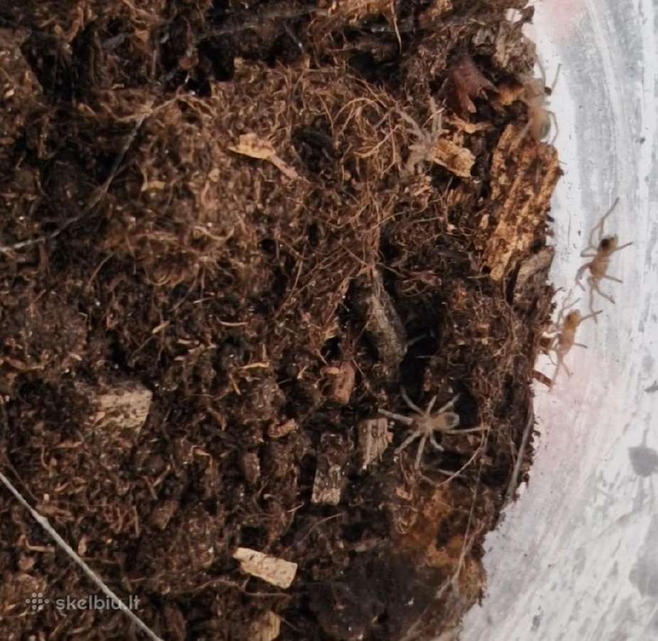 Tarantulai Lasiocyano sazimai, L1-l2 - nuotraukos Nr. 3