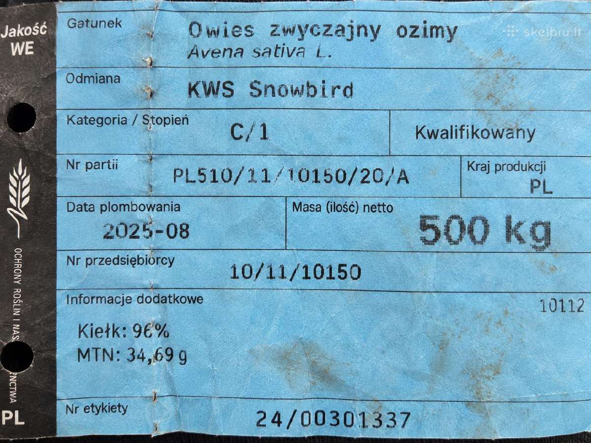 Žieminės avižos Kws Snowbird - nuotraukos Nr. 2