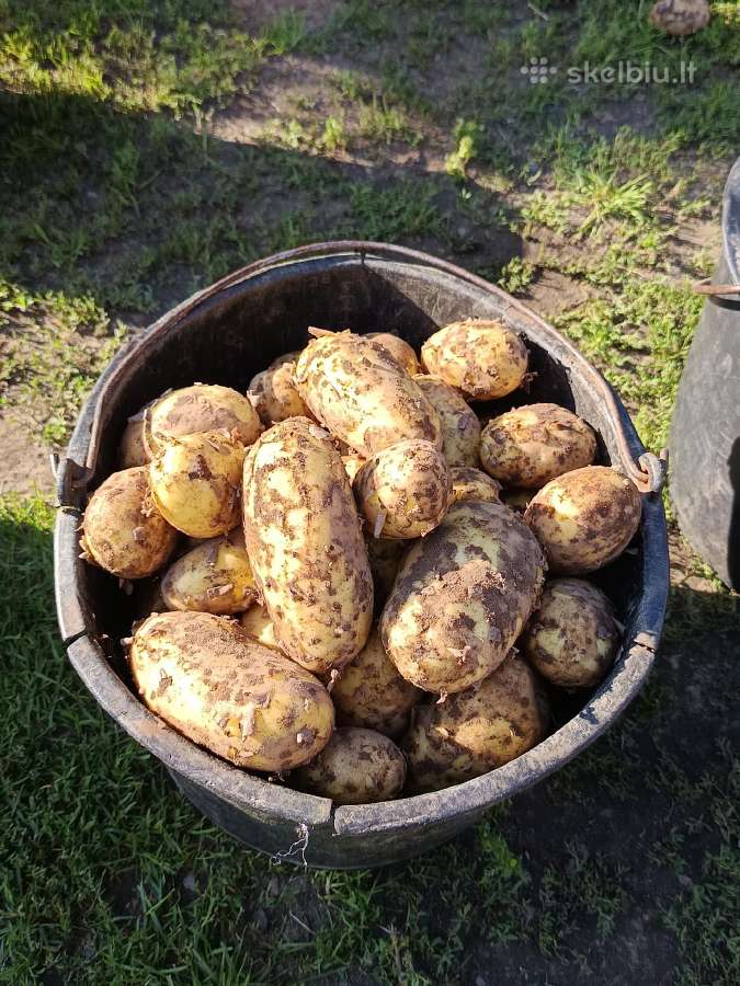 Kaimiškos bulvės ir kitos darzoves - nuotraukos Nr. 12
