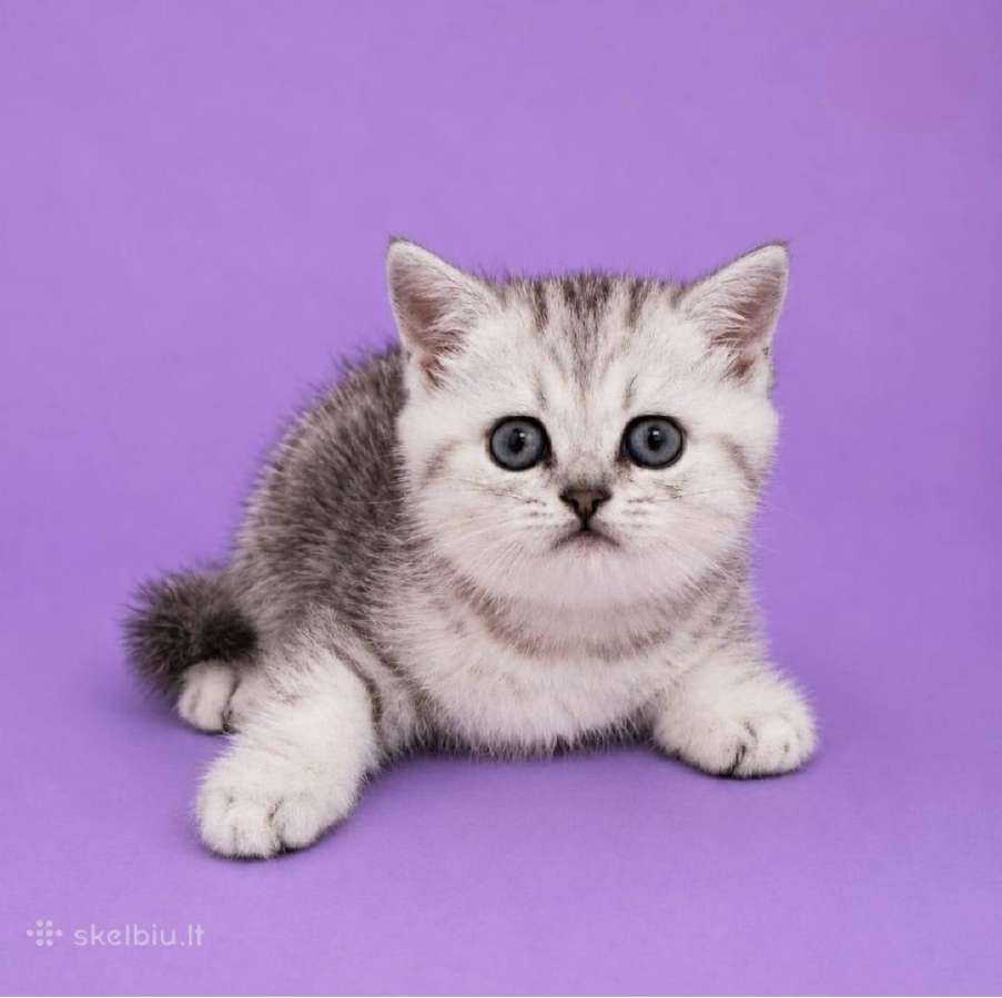 Vienetinės Whiskas spalvos berniukas - nuotraukos Nr. 2