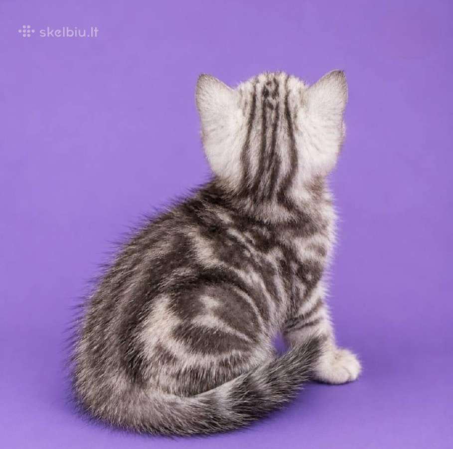 Vienetinės Whiskas spalvos berniukas - nuotraukos Nr. 3