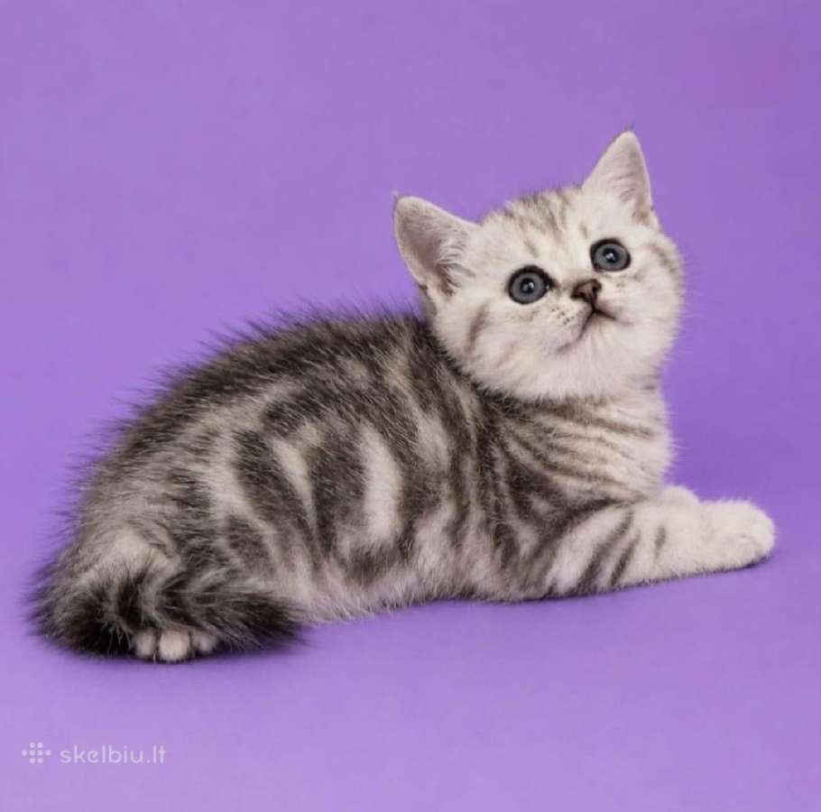 Vienetinės Whiskas spalvos berniukas - nuotraukos Nr. 4