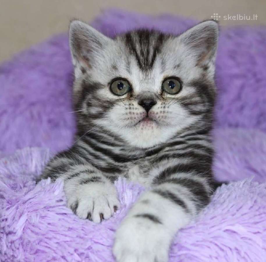 Vienetinės Whiskas spalvos berniukas - nuotraukos Nr. 5