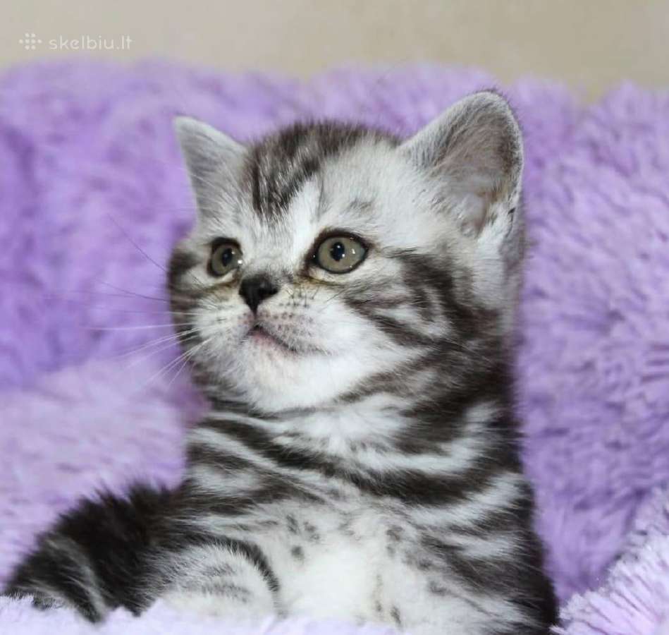 Vienetinės Whiskas spalvos berniukas - nuotraukos Nr. 6