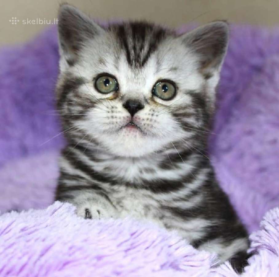 Vienetinės Whiskas spalvos berniukas - nuotraukos Nr. 7