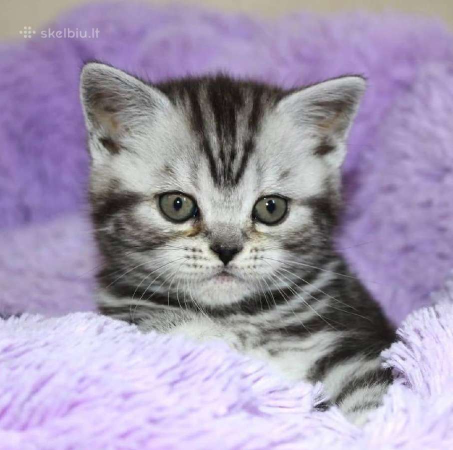 Vienetinės Whiskas spalvos berniukas - nuotraukos Nr. 8