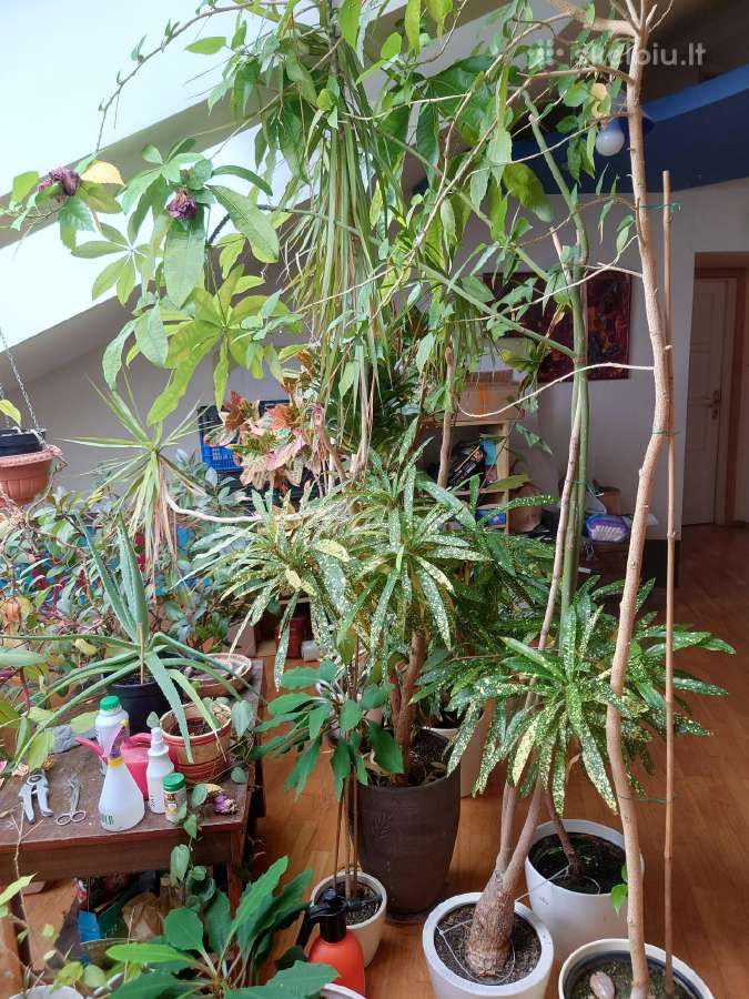 Krotonas Krotonai Codiaeum kambarinės gėlės - nuotraukos Nr. 2