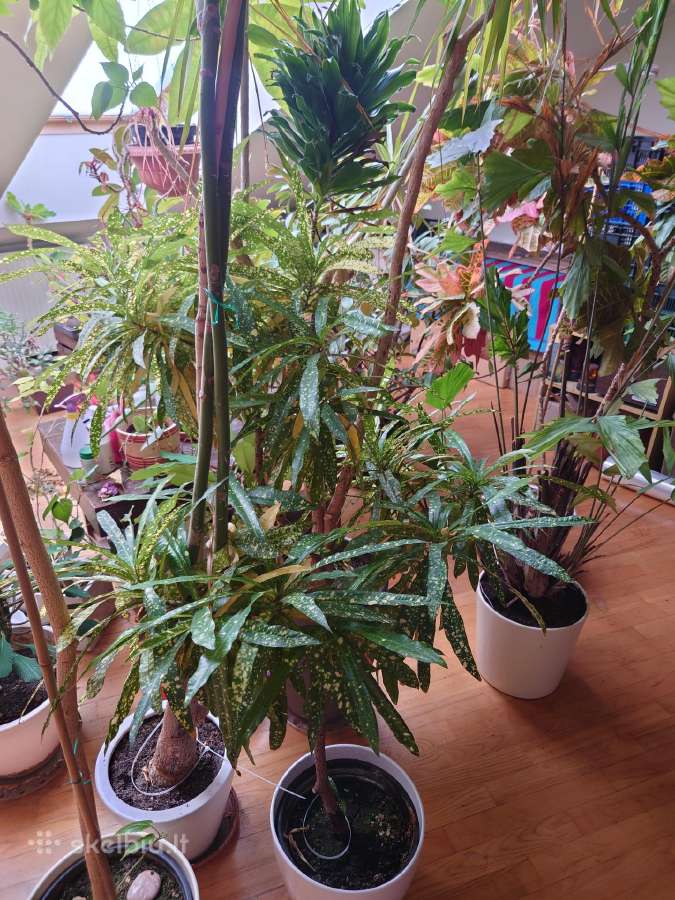 Krotonas Krotonai Codiaeum kambarinės gėlės - nuotraukos Nr. 3