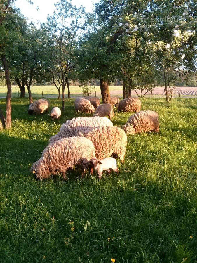 Parduodu Lietuvos juodgalvius Lj avinus, avis - nuotraukos Nr. 3