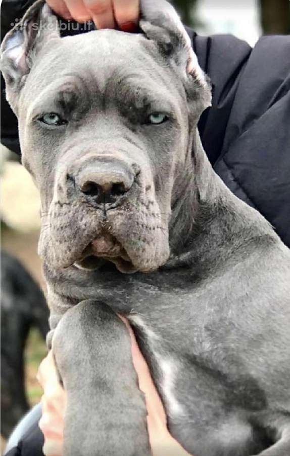 Cane Corso šuniukai su kilmės dokumentais - nuotraukos Nr. 7