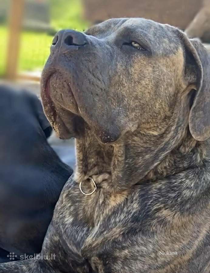 Cane Corso šuniukai su kilmės dokumentais - nuotraukos Nr. 6