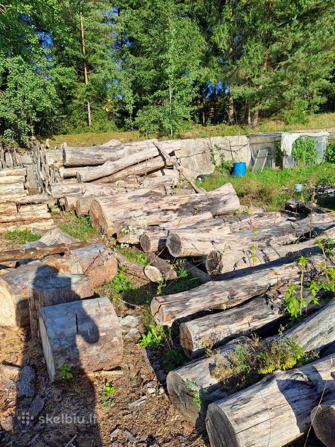 Ąžuolas Jūsų.skulptūrai - nuotraukos Nr. 4