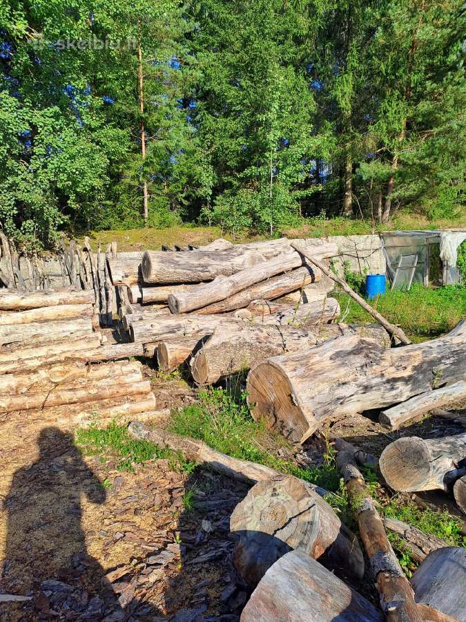 Ąžuolas Jūsų.skulptūrai - nuotraukos Nr. 5