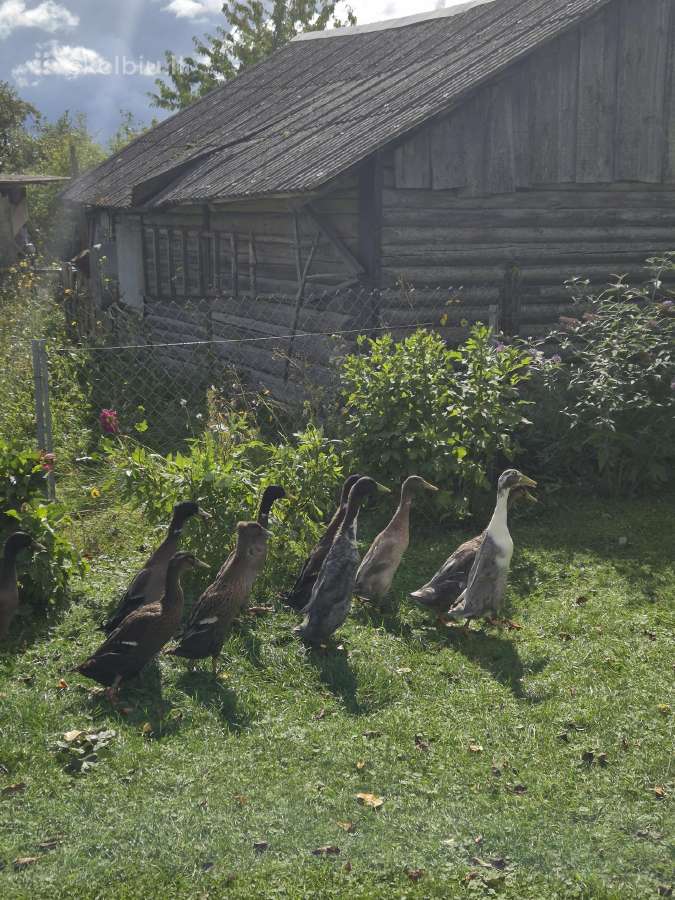 Antys bėgikės - nuotraukos Nr. 2