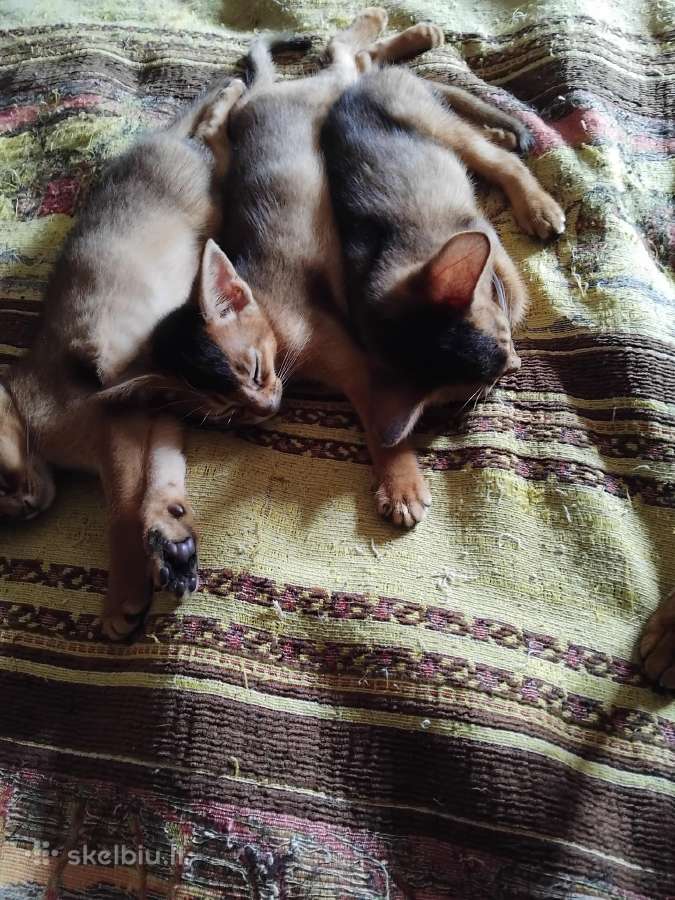 Abisinijos kaciukai rudy laukines spalvos mergytes - nuotraukos Nr. 17