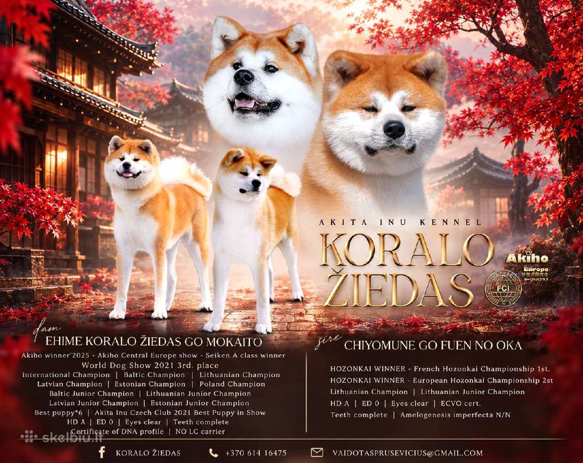 Kilmingi Japonų Akita šuniukai su dokumentais - nuotraukos Nr. 10