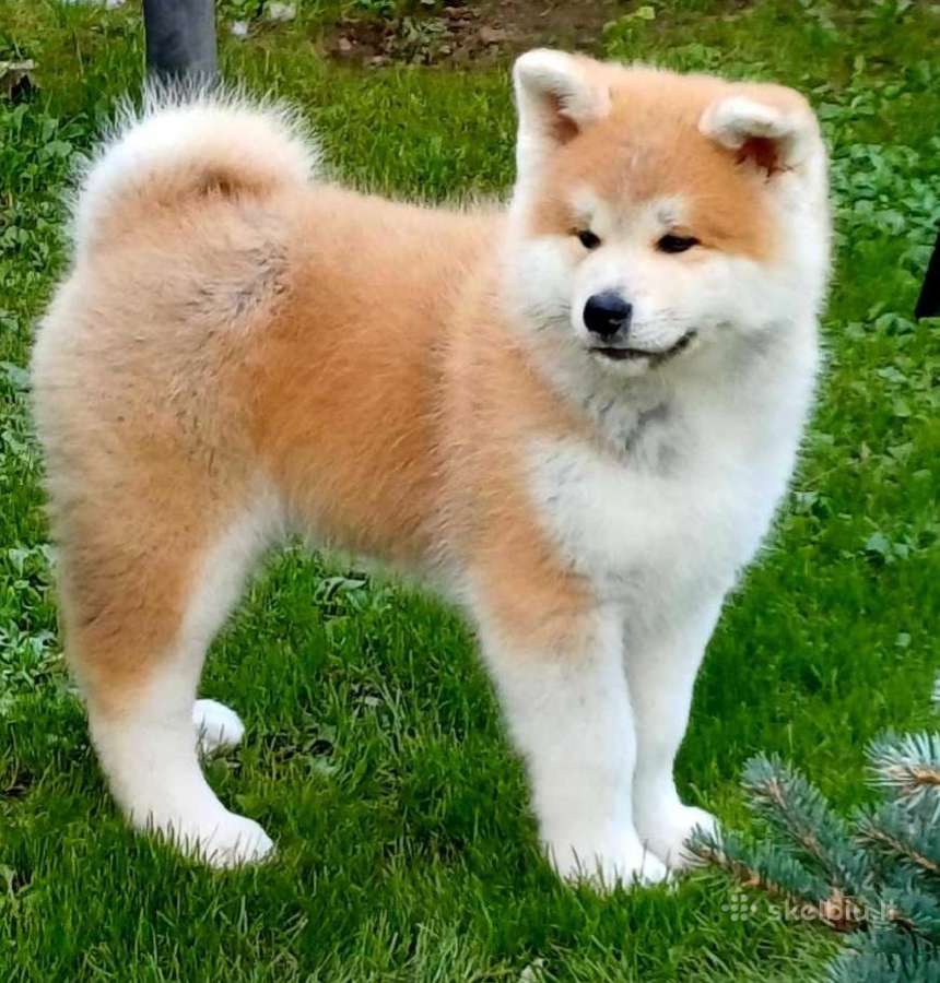 Akita inu vada. - nuotraukos Nr. 3