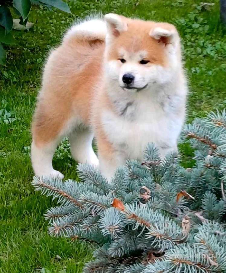 Akita inu vada. - nuotraukos Nr. 4
