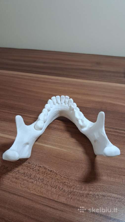 Žmogaus kaukolės modelis (3 dalys) - nuotraukos Nr. 7