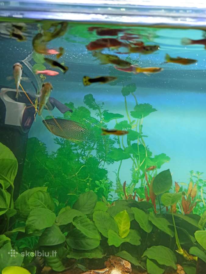 Dovanoju Akvariumo zuvytes - nuotraukos Nr. 2