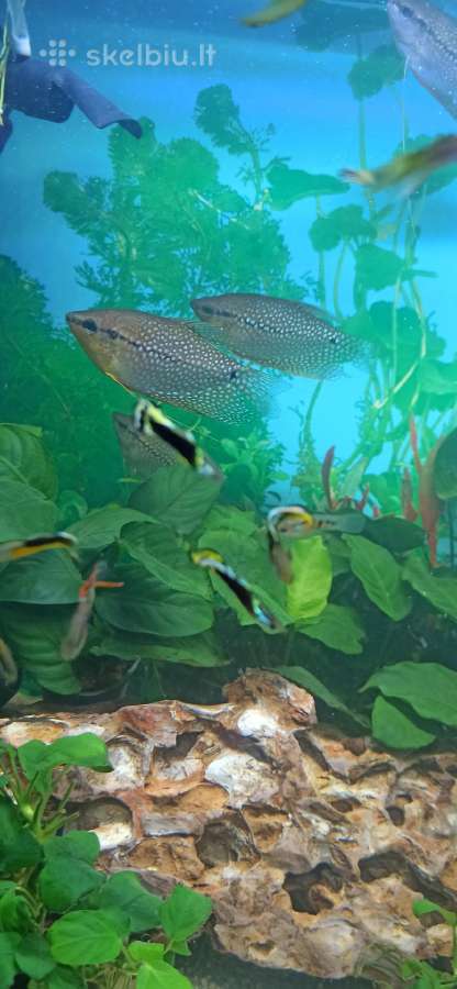 Dovanoju Akvariumo zuvytes - nuotraukos Nr. 4