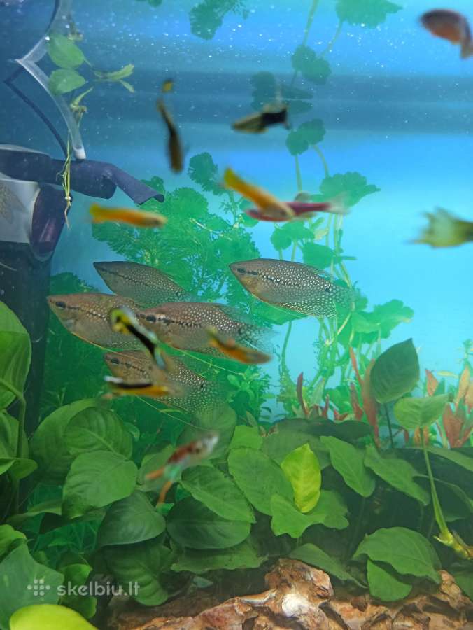 Dovanoju Akvariumo zuvytes - nuotraukos Nr. 6