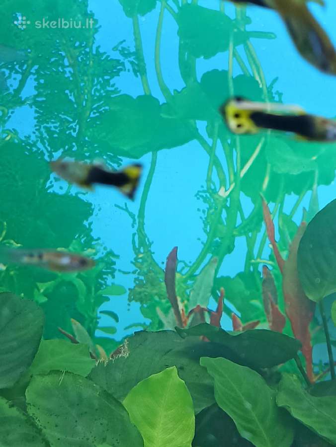 Dovanoju Akvariumo zuvytes - nuotraukos Nr. 7