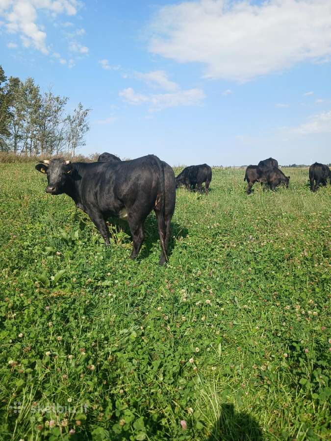 X mesinės telyčios ir karvės - nuotraukos Nr. 3