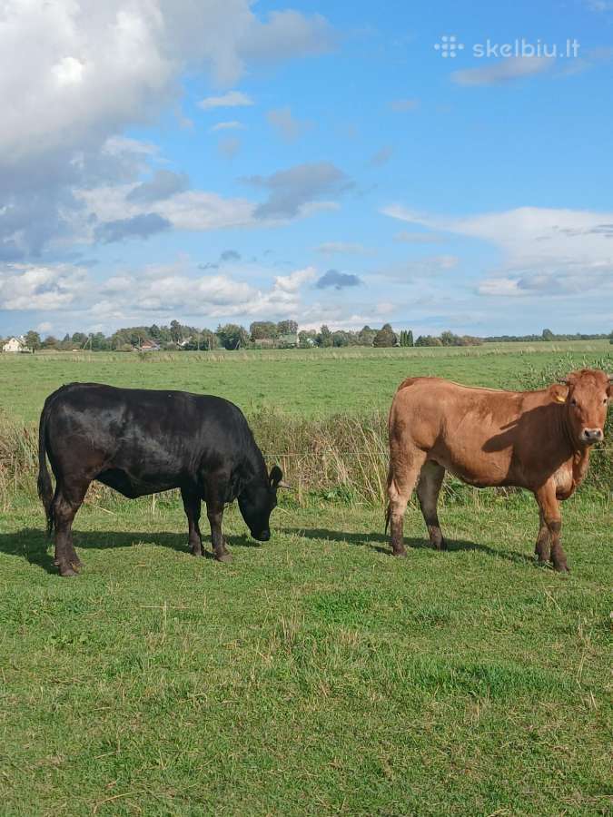 X mesinės telyčios ir karvės - nuotraukos Nr. 7