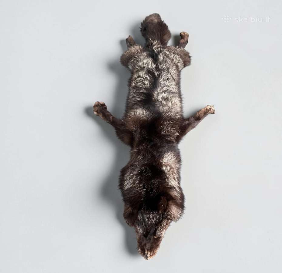 Parduodamas Didelės Sidabrinės Lapės Kailis - nuotraukos Nr. 2