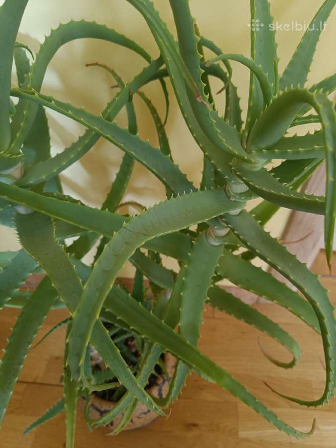 Alijošius _ Aloe Vera - nuotraukos Nr. 2