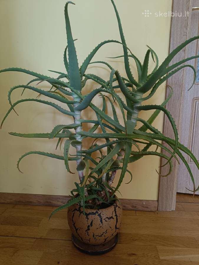 Alijošius _ Aloe Vera - nuotraukos Nr. 4