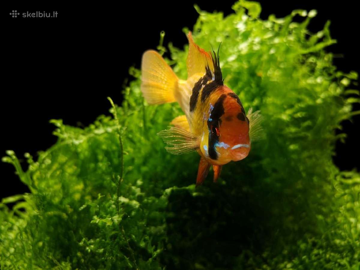 Apistogramma Ramirezi - nuotraukos Nr. 3