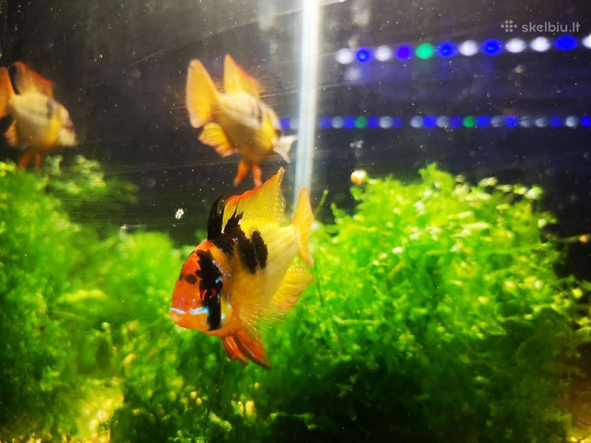 Apistogramma Ramirezi - nuotraukos Nr. 4
