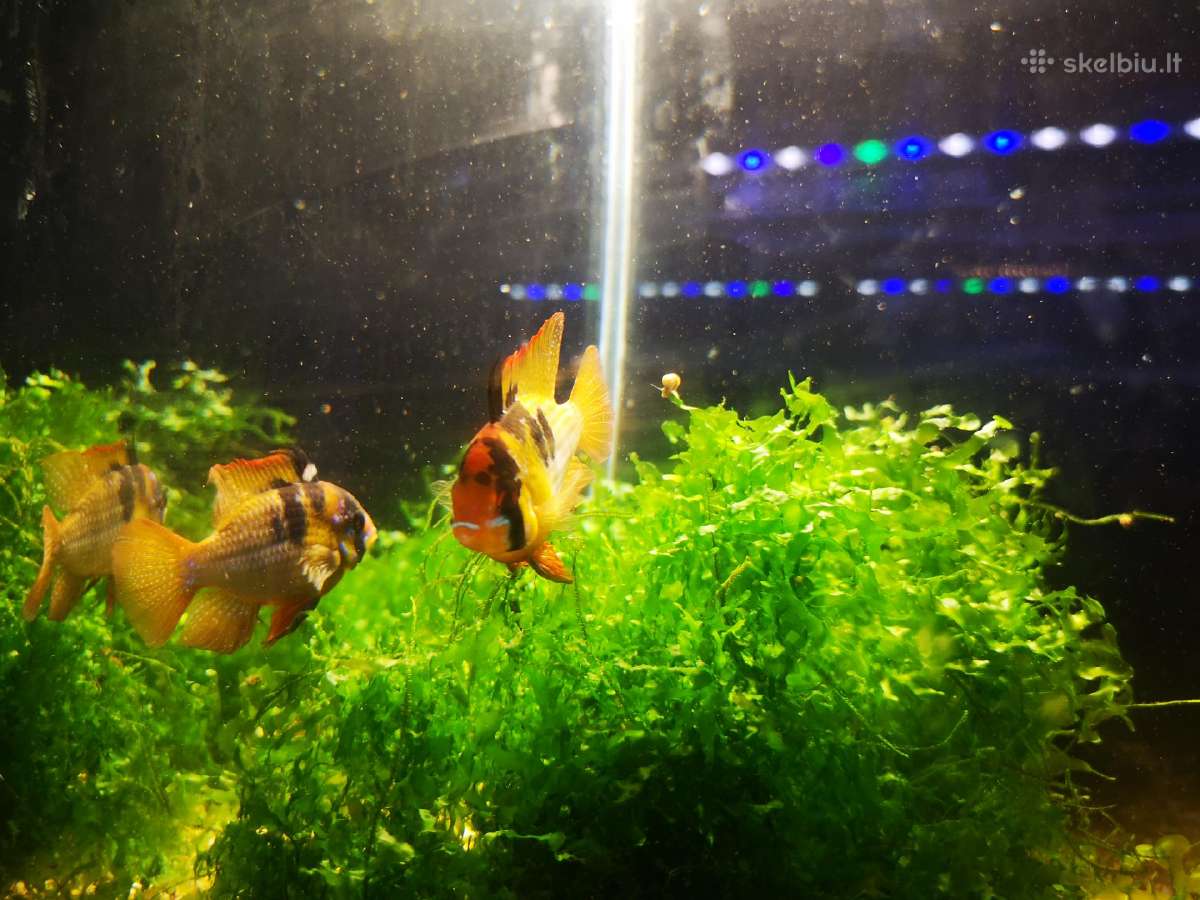 Apistogramma Ramirezi - nuotraukos Nr. 5