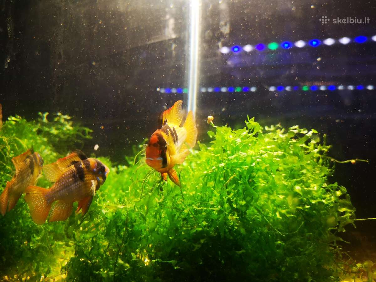 Apistogramma Ramirezi - nuotraukos Nr. 6