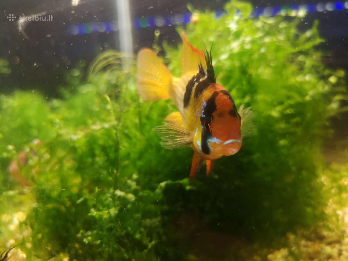 Apistogramma Ramirezi - nuotraukos Nr. 7