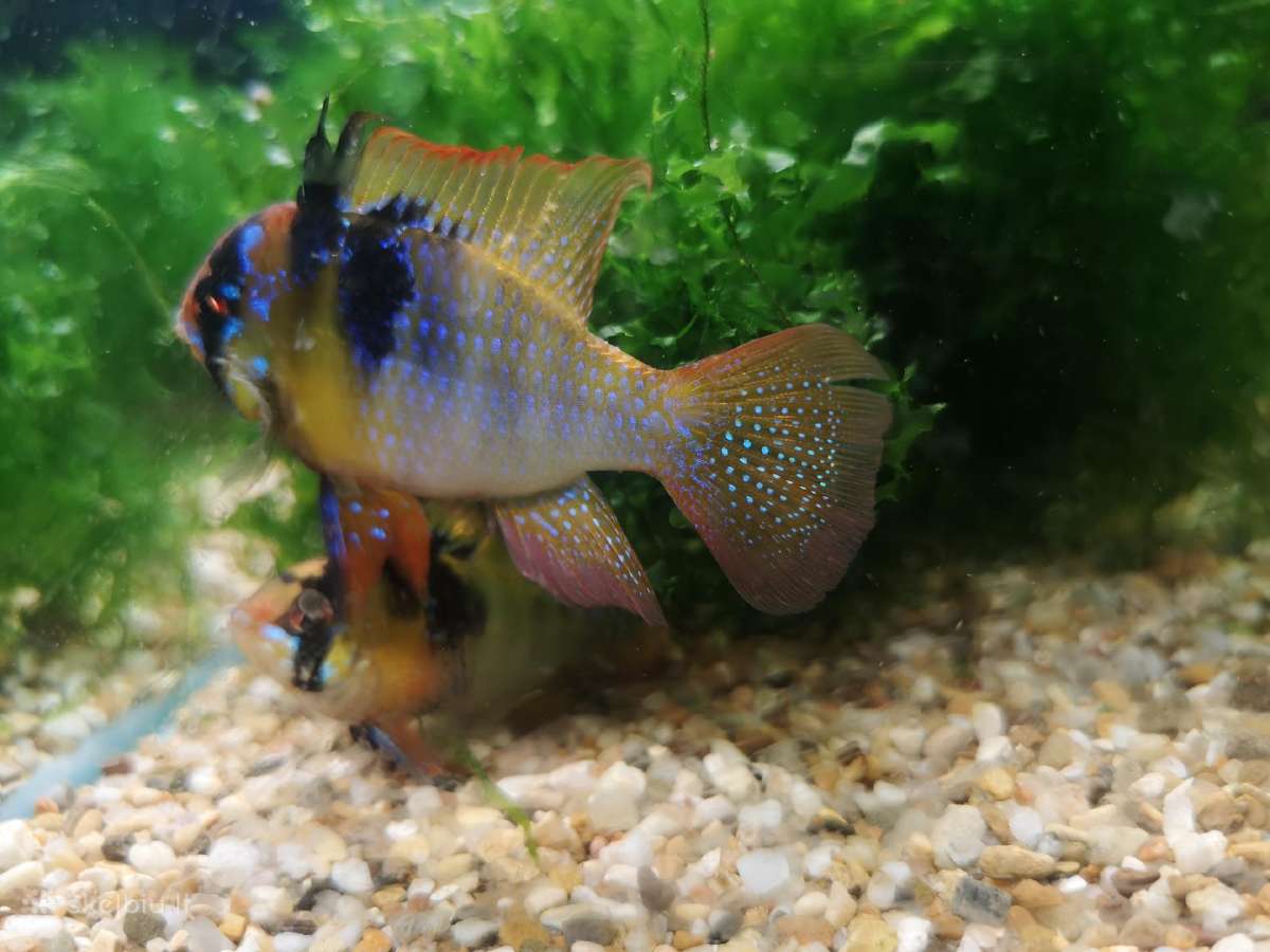 Apistogramma Ramirezi - nuotraukos Nr. 9