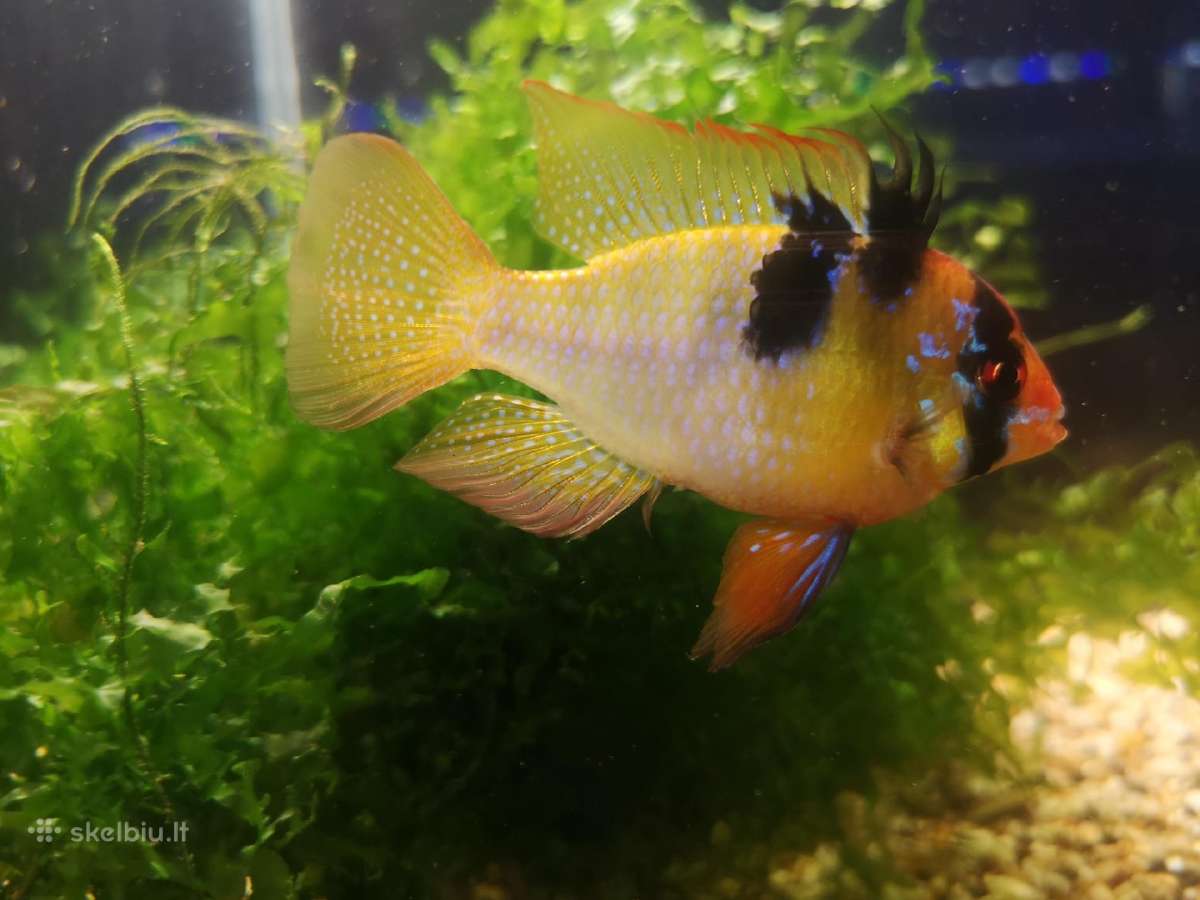 Apistogramma Ramirezi - nuotraukos Nr. 10