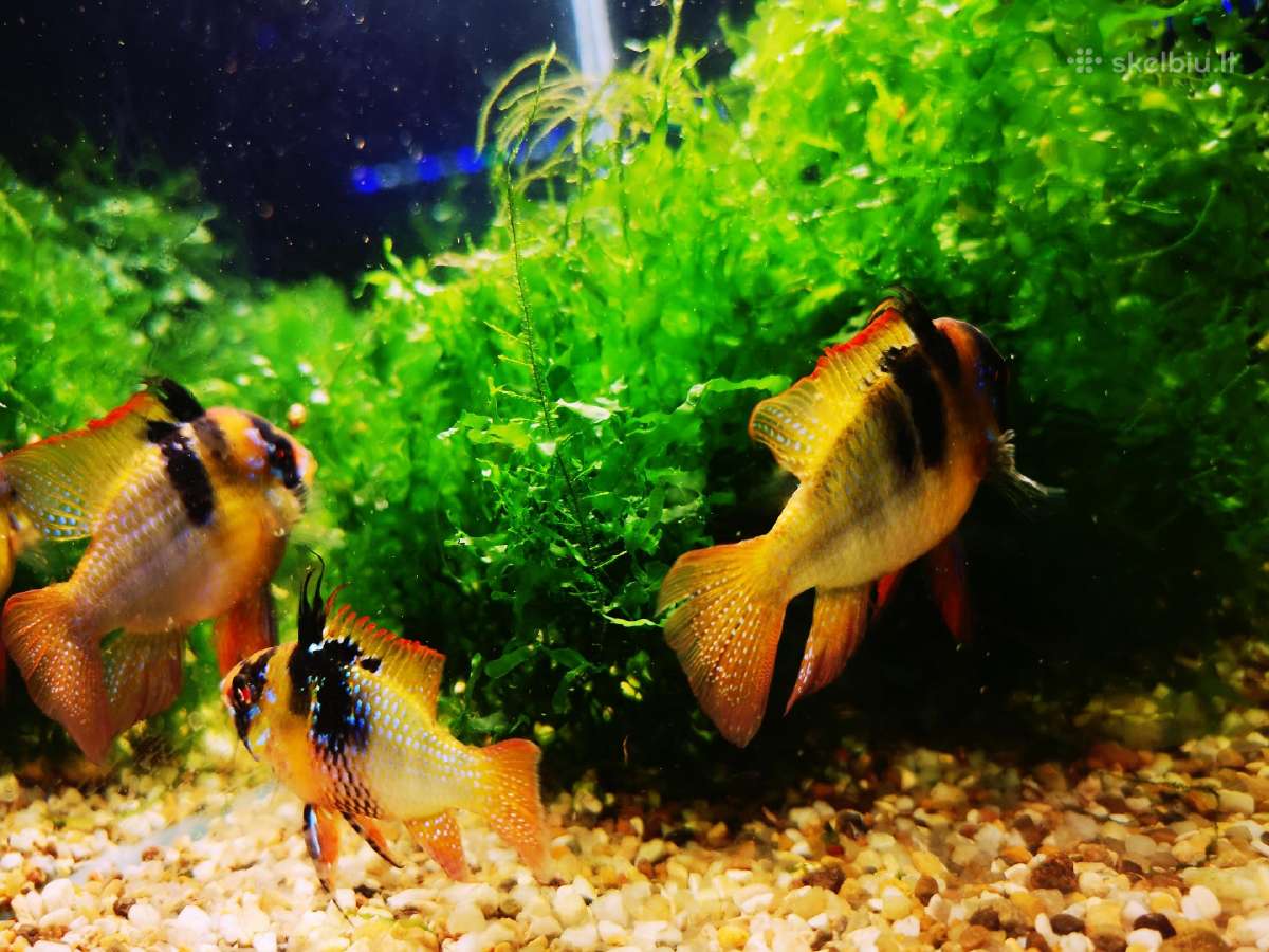 Apistogramma Ramirezi - nuotraukos Nr. 12