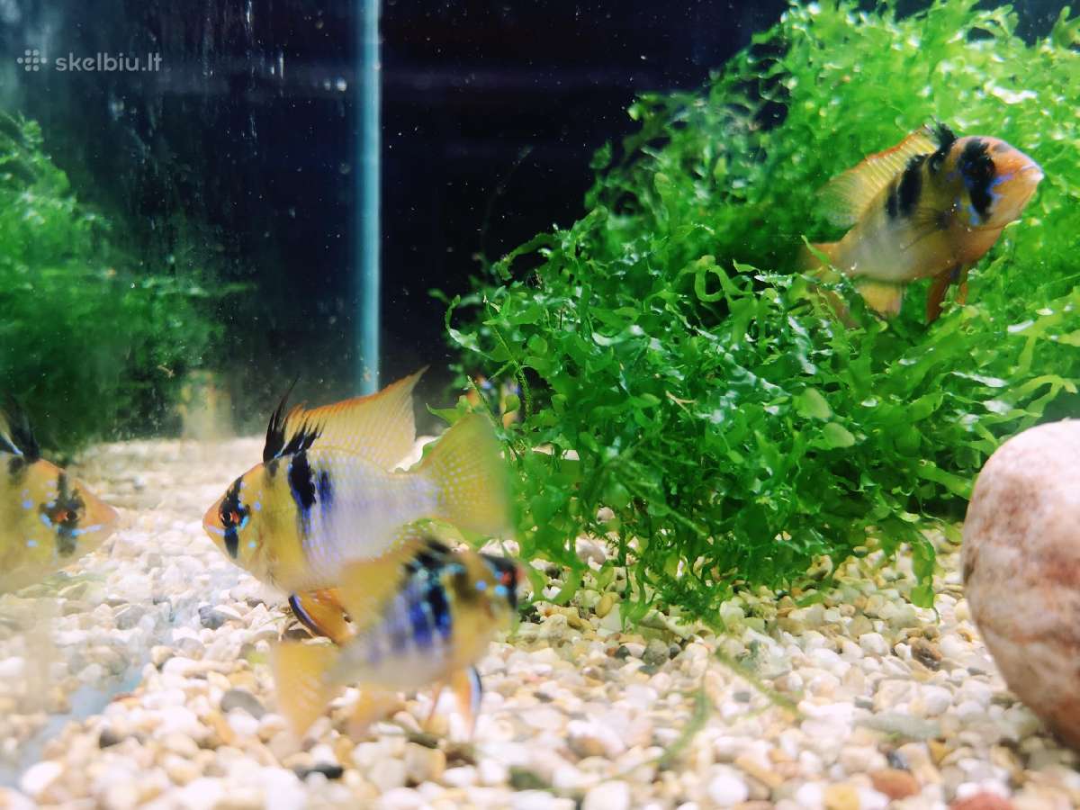 Apistogramma Ramirezi - nuotraukos Nr. 14